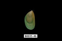 藏品(綠殼菜蛤)的圖片